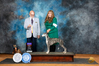 Whippet #14 Sat BOBOHBOB Judge Tim Robbins