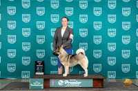 Norwegian Elkhound #1240 Thur T10BOB T10Finalist Judge Rick Gann
