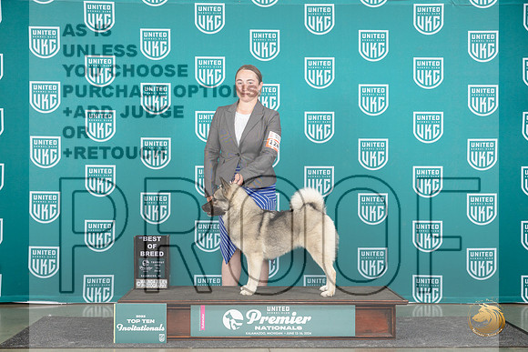 Norwegian Elkhound #1240 Thur T10BOB T10Finalist Judge Rick Gann__JP_1083_Premier_2024_HR3