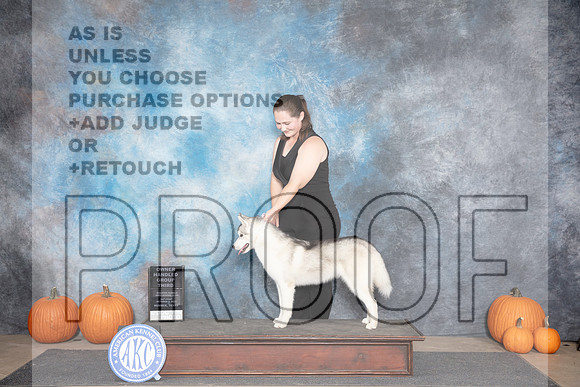 Siberian Husky #6 Sat OHG3 Judge Ann Roth__JP_8801_Humble_2024_HR3