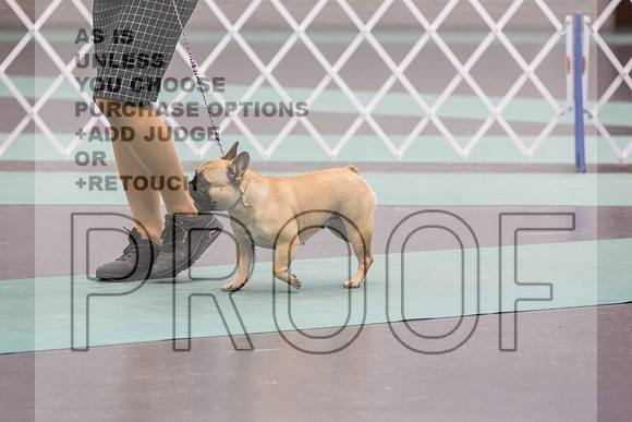 French Bulldogs Sat Rings_JJL_0515_UKCLNGVIEWOCT2024_2024_HR3