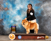 Chow Chow #6 Thurs BOB Judge Denny Mounce