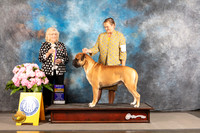 Bullmastiff #11 THUR BOB Judge Karen McFarlane