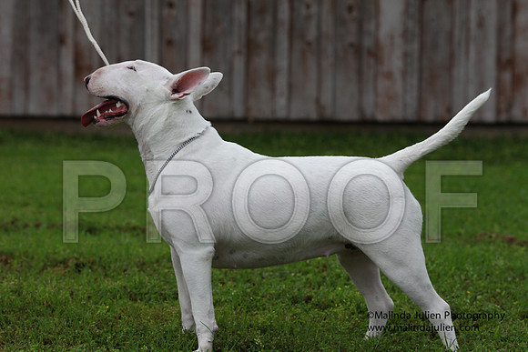 BullTer-8501