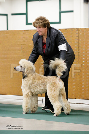 MultiPoodle-2547-NormNov13-HR