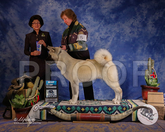akita-4197-GRJan14-HR