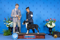 Bull Terrier Colored #5 WED BOB OHG1 Judge Wood Wornall