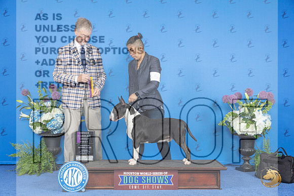 Bull Terrier Colored #5 WED BOB OHG1 Judge Wood Wornall__JP_8170_Houston_2024_HR3