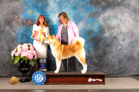 Japanese Akitainu #5 FRI BIOS Judge Linda Hurlebaus