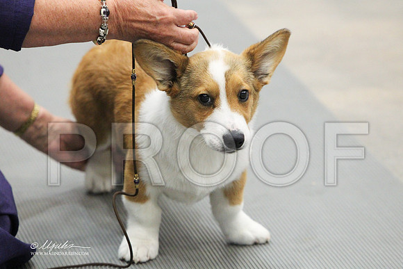 corgi-6184LR