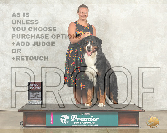 Bernese Mountain Dog #890 Fri G2 Judge Sandra Kowalski__MJ_7996_Premier_2022_HR3