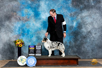 Miniature American Shepherd #7 Sat BOBGCH Judge Rick Gschwender