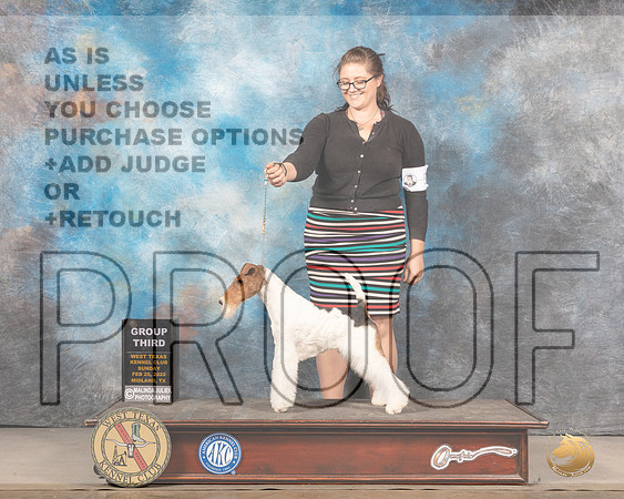 Wirehaired Fox Terrier #5 Sun G3 Judge Peggy LloydMMJ_5594_Mdlnd2022_HR3