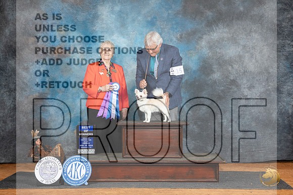 Chihuahua Long Coat #15 Fri BOW Judge Suzane Dillin__JP_7194_MARSHALL_2024_HR3