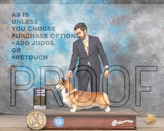 Pembroke Welsh Corgi #29 Sun WD Judge Linda ClarkMMJ_5649_Mdlnd2022_HR3