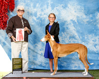 Ibizan Hound #J6 Sat 1st Jr Nov Catrina Hill Judge Murrel Purkhiser +? AMD