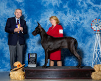 Great Danes #10 Sun BOB Sherrell Rammy Karen Sack Judge Mr Terry Stacy