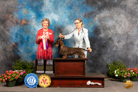 Dachshund Wirehaired #12 Sat BOVBOS Judge Anne Bolus