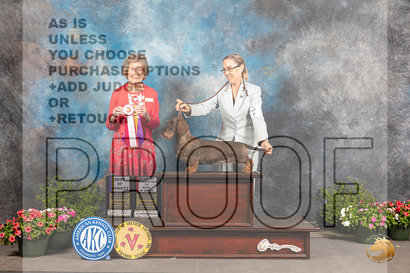 Dachshund Wirehaired #12 Sat BOVBOS Judge Anne Bolus_MJ_0313_SA_2022_HR3