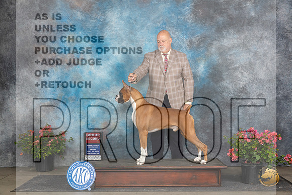 Boxer #11 Fri G2 Judge Wendy G Willhauck__JP_4471_San Antonio_2024_HR3
