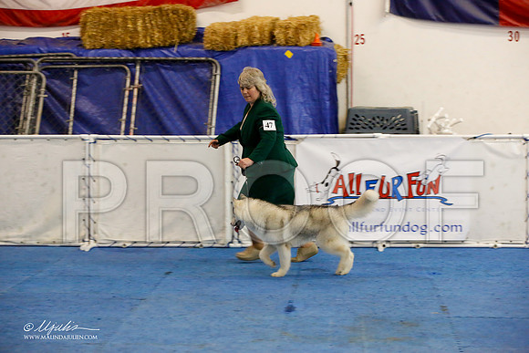 _M3_8144-AddisonHuskyMar2015-HR3