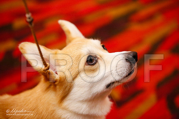 _JJ_0552-HstnCorgiFeb2015-HR3