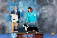 Cardigan Welsh Corgi #19 WED SD Judge Jamie Hubbard