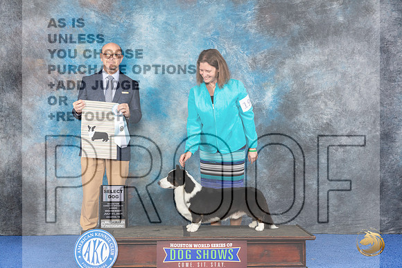 Cardigan Welsh Corgi #19 WED SD Judge Jamie Hubbard__JP_6706_Houston_2024_HR3