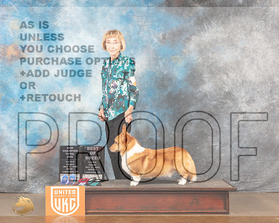 Pembroke Welsh Corgi #119 Sat BOBNChMMJ_5657_Lngvw2022HR3
