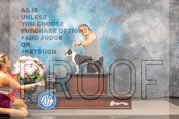 Boston Terrier #23 WED SD Judge Gloria Kerr *R*_MJ_6666_Houston_2022_HR3