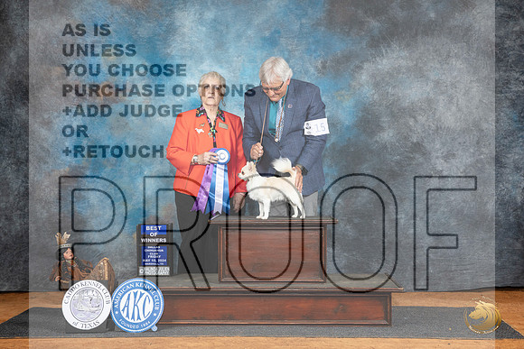 Chihuahua Long Coat #15 Fri BOW Judge Suzane Dillin__JP_7193_MARSHALL_2024_HR3