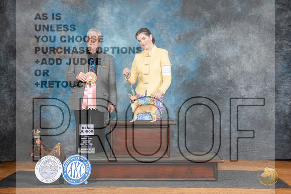 Chihuahua #J504 Fri BJr Judge Robert Stein__JP_7080_MARSHALL_2024_HR3