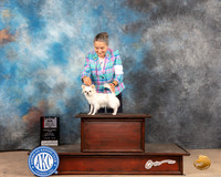 Chihuahua Long Coat #14 Sat WBBOS Judge Peggy McIlwaine