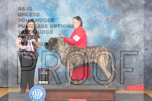 Mastiff #9 Sat WDBOS Judge Beth Downey-_JP_0040e_Sulphur Springs_2024-HR3