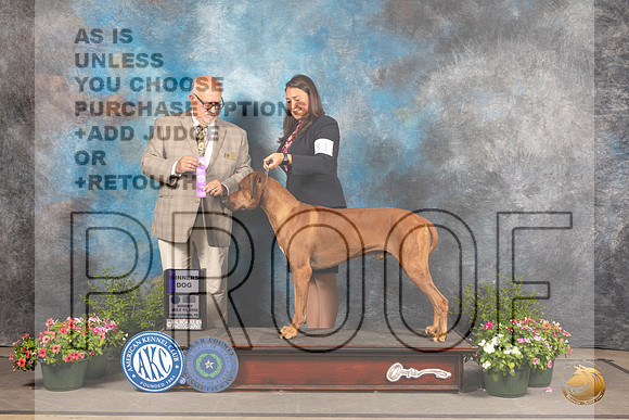 Rhodesian Ridgeback #31 Sun WD Judge Michael Canalizo_MJ_1280_SA_2022_HR3