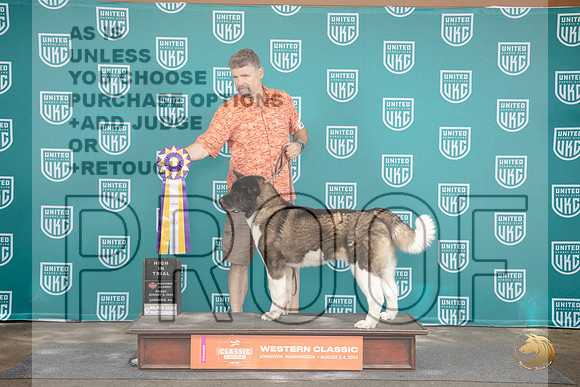 Akita #423 Sat High In Trial Judge Sue Knowles__JP_1388_Longview WA_2024_HR3