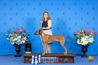 Rhodesian Ridgeback #? FRI ATT NT Judge ?