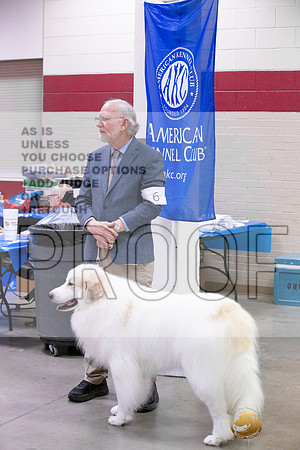 Great Pyrenees #6 & #5JJL_4301_Amarillo_2022_HR3