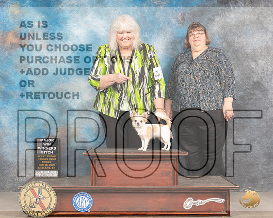 Chihuahua Long Coat #30 WB Judge Brad JenkinsMMJ_3297_Mdlnd2022_HR3