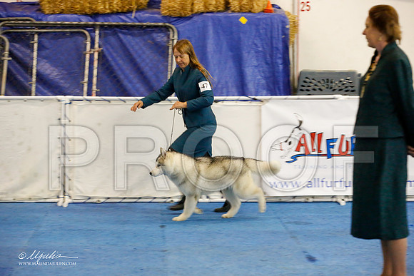 _M3_9043-AddisonHuskyMar2015-HR3