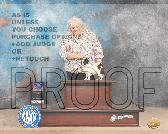 Chihuahua Long Coat #12 Fri WBBOWBOSM Judge Mary Jane Carberry-MMJ_3945-Abilene2022-HR3
