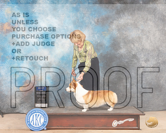 Pembroke Welsh Corgi #24 Sun BOW Judge Joan Liebes-MMJ_4699-Abilene2022-HR3
