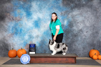 Shetland Sheepdog #16 Sun WDBOW Judge Jan Paulk