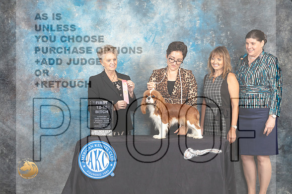 Cavalier King Charles Spaniel #16 Fri2 12to151st Sweeps Judge Diane Price_MJ_9859_HstnTOY_2022_HR3