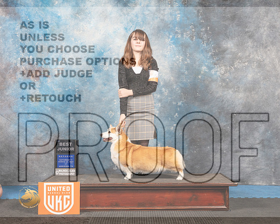 Pembroke Welsh Corgi #209 Sat1 BestJr Judge Pam Moore_MMJ_6228_Addison2022_HR3