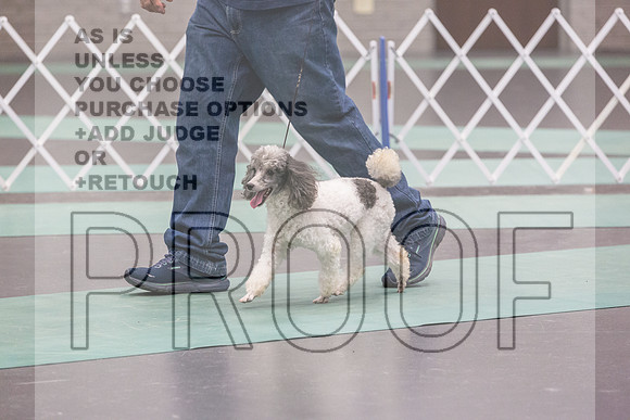 Poodle MC Sat Ring_JJL_0847_UKCLNGVIEWOCT2024_2024_HR3