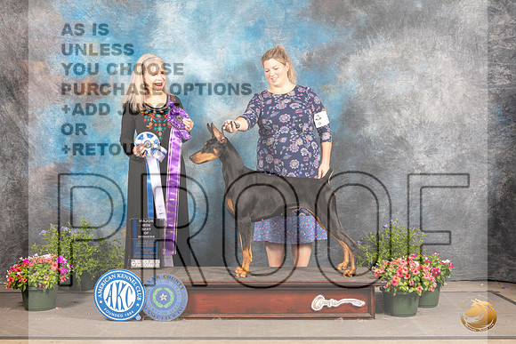 Doberman Pinscher #46 Fri BOW Judge Cynthia Woodward_MJ_0113_SA_2022_HR3
