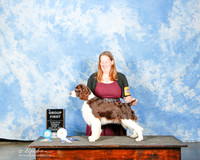 English Springer Spaniel Sun