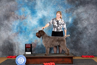 Wirehaired Pointing Griffon #8 Sun G2 Judge Sidney Marx
