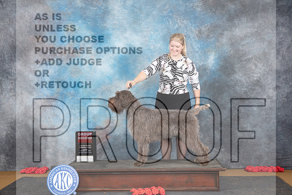 Wirehaired Pointing Griffon #8 Sun G2 Judge Sidney Marx__JP_0814_Sulphur Springs_2024_HR3